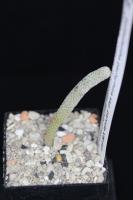 Epithelantha pachyrhiza ssp. parvula VM 665